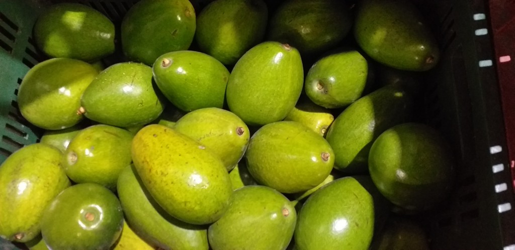 Aguacate papelillo