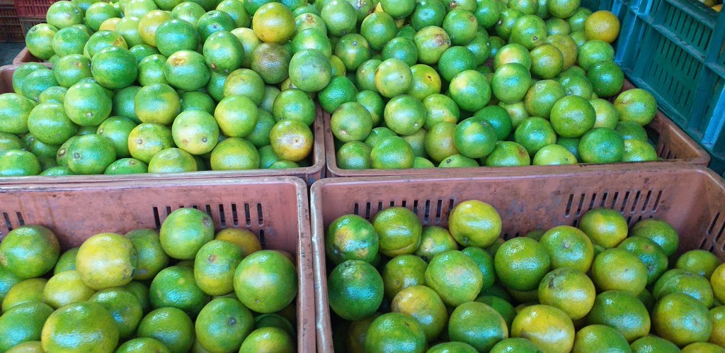Naranja valencia 2da