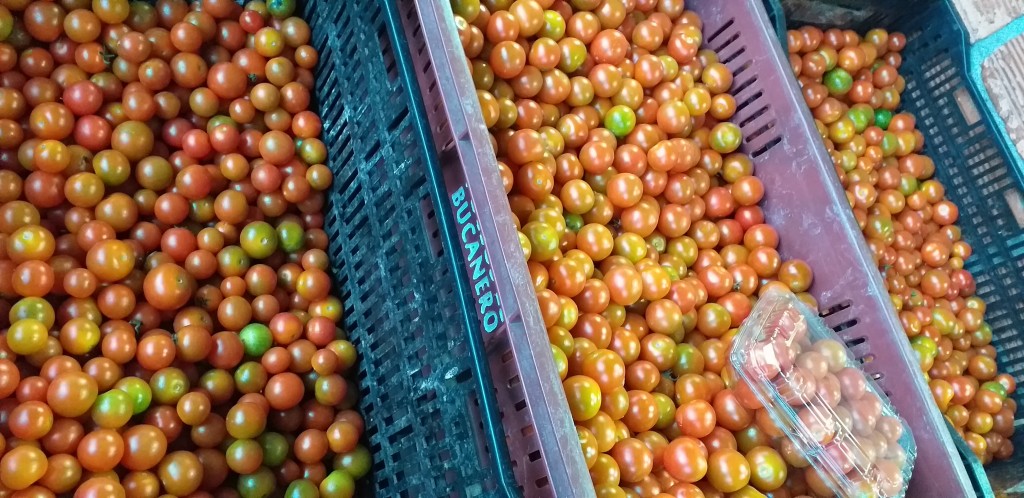 Tomate cherry