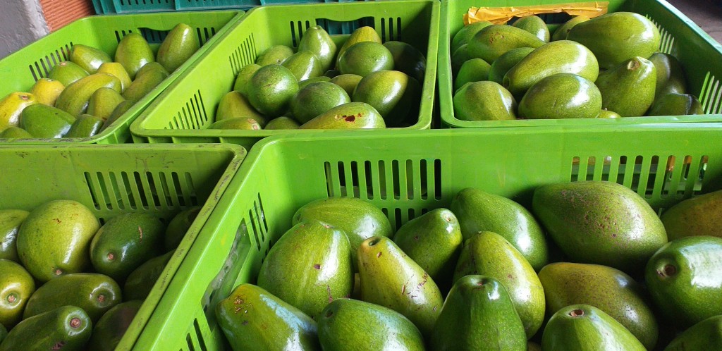 Aguacate papelillo selecto