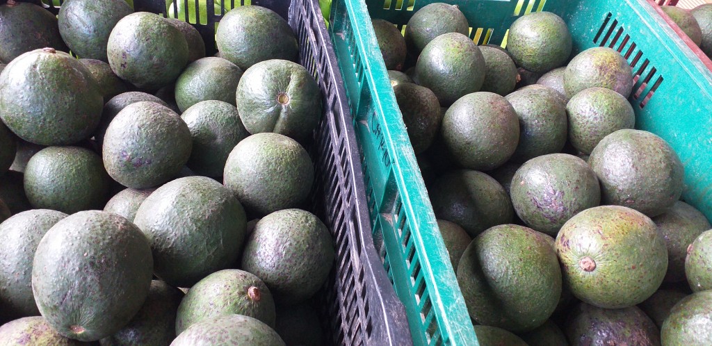 Aguacate reed