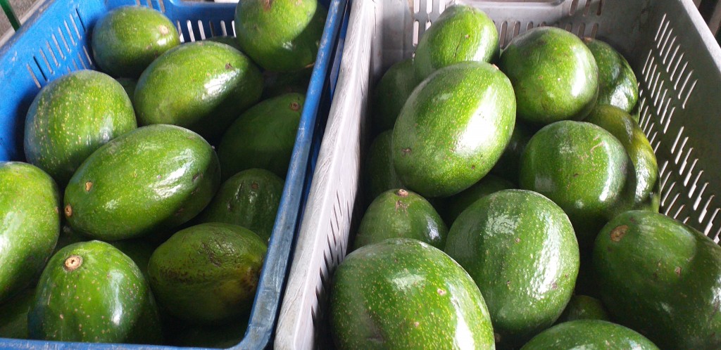 Aguacate choquette