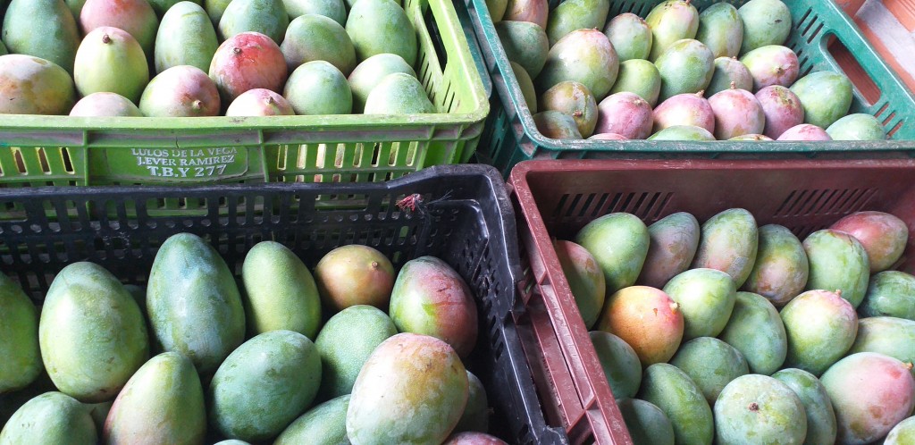 Mango farchi