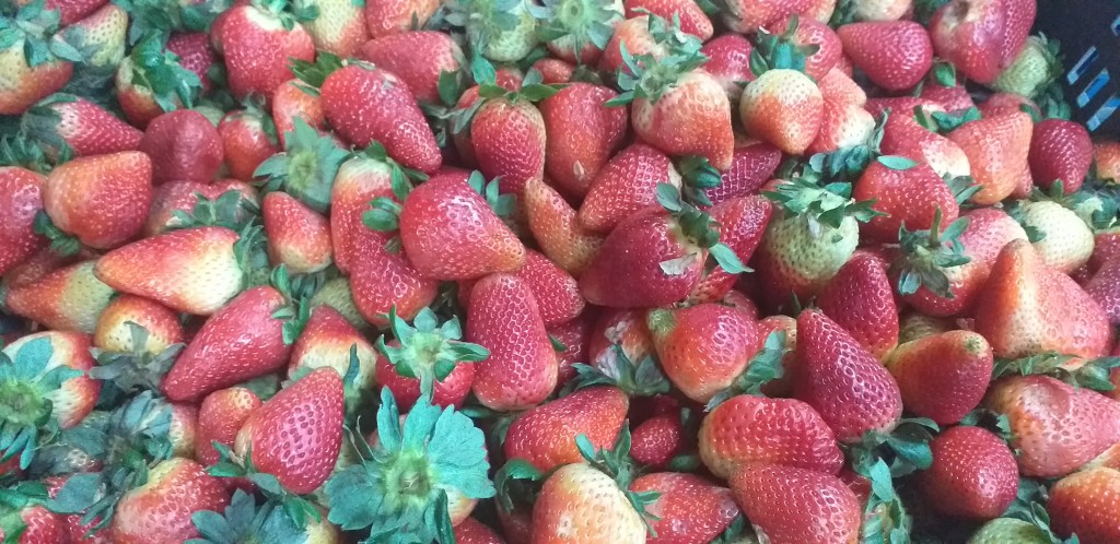 Fresa jumbo