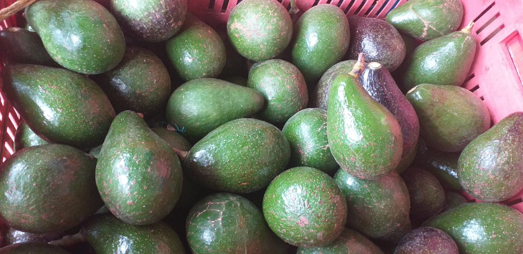 Aguacate booth 8 injerto