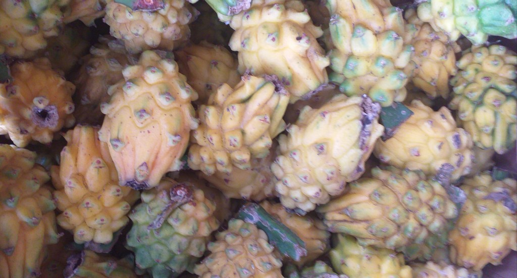 Pitahaya del huila
