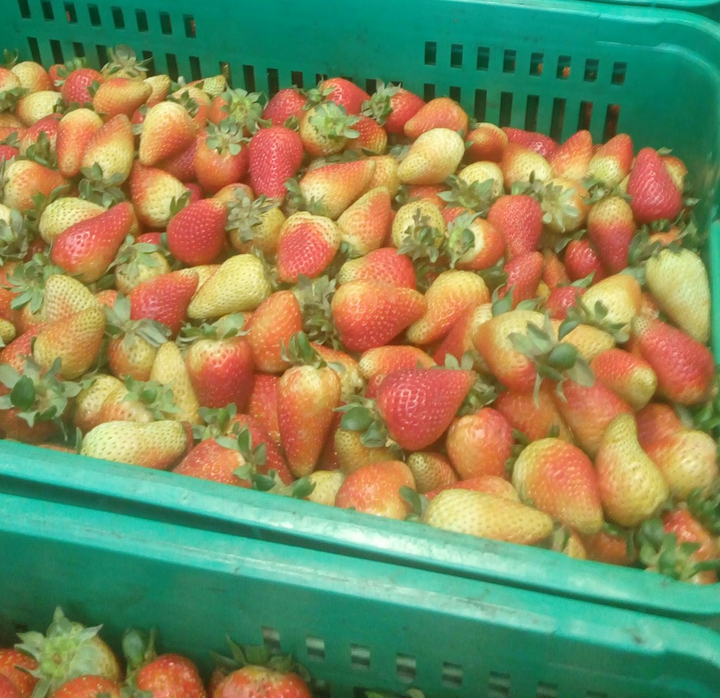 Fresas