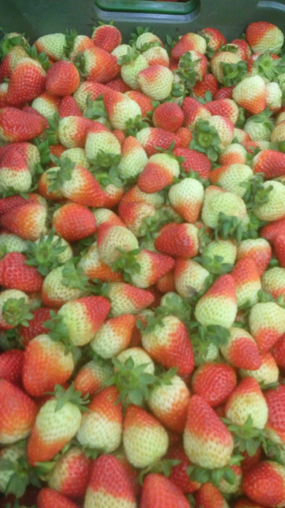 Fresas de segunda