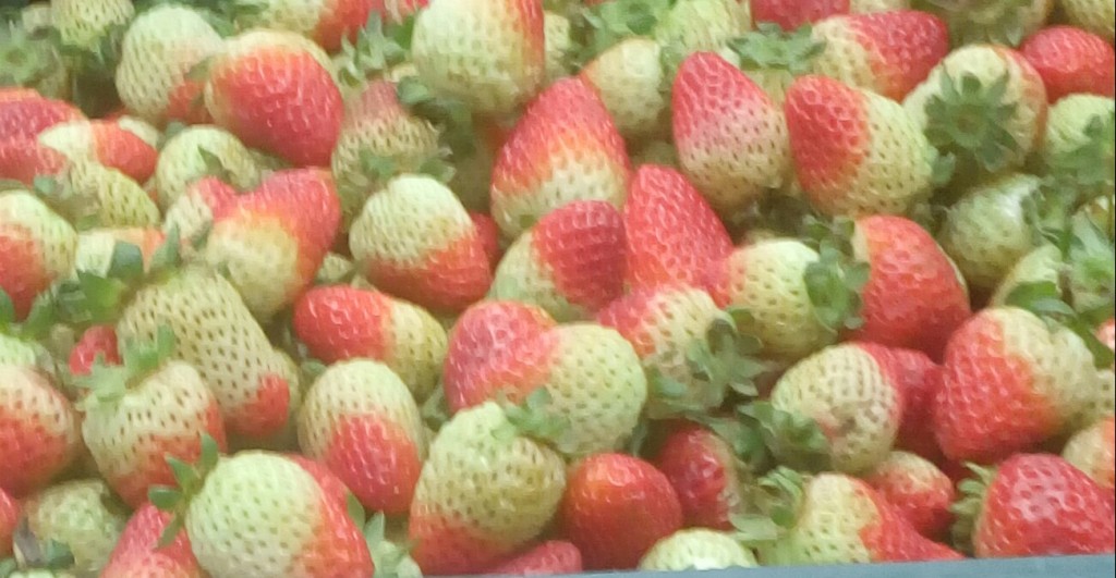 Fresas de segunda