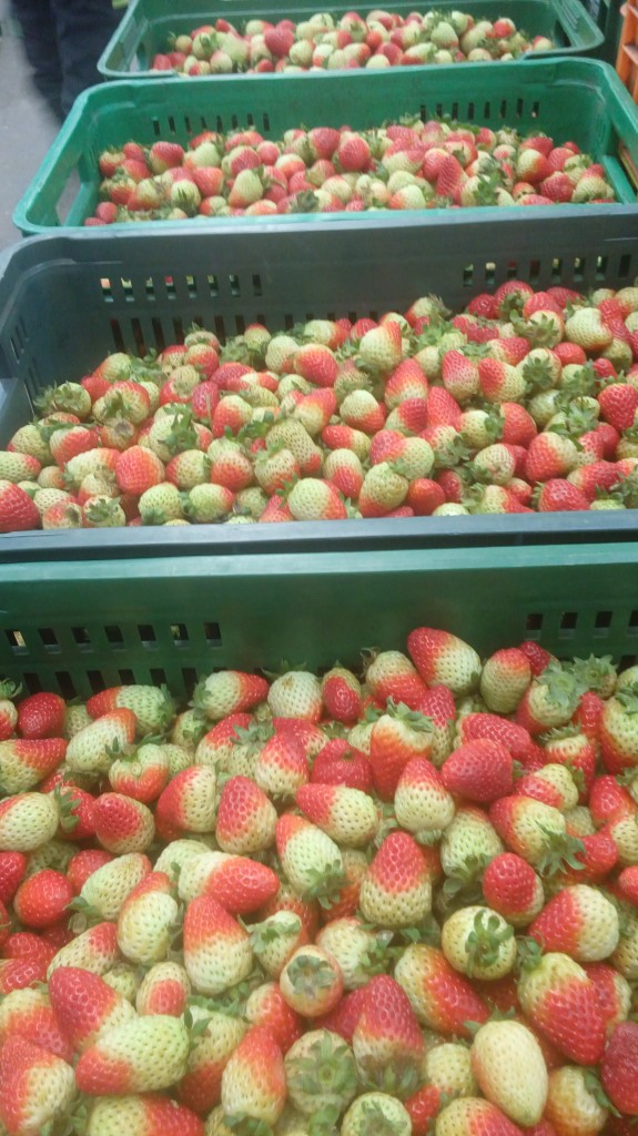 Fresas de tercera