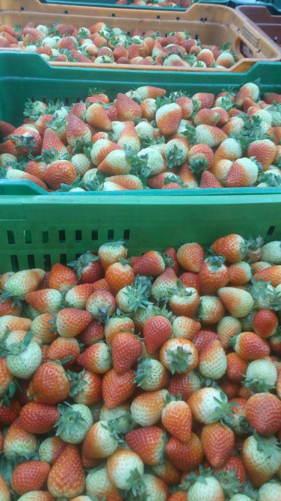 Fresa de primera
