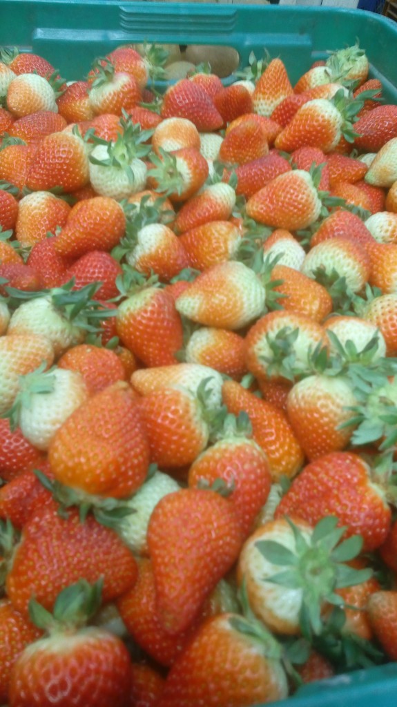 Fresas selectas