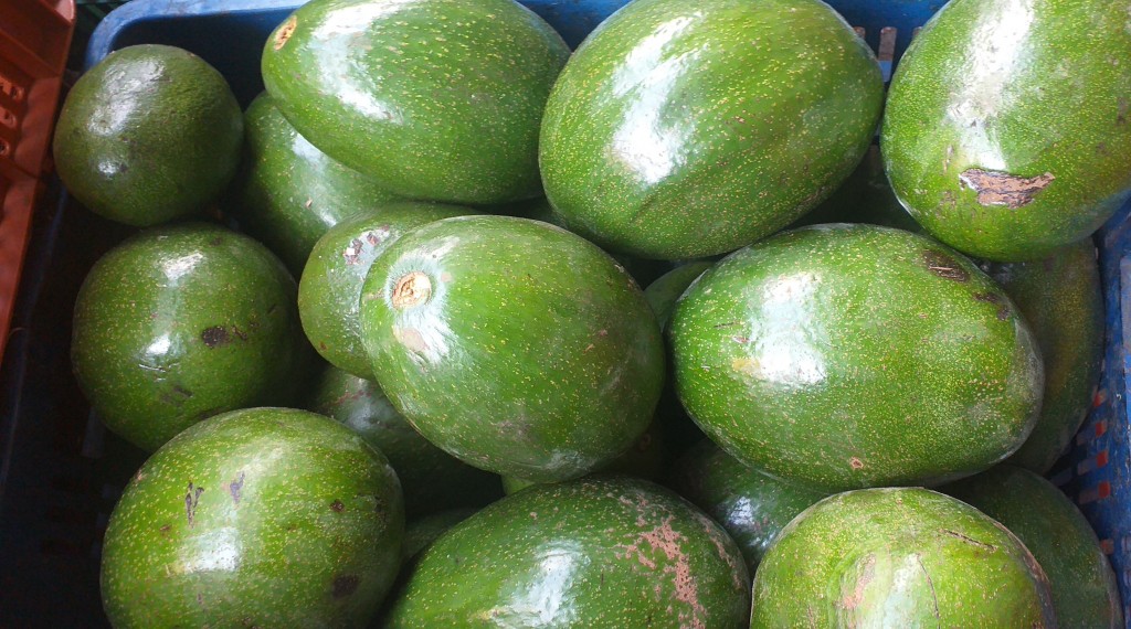 Aguacate choquette grueso