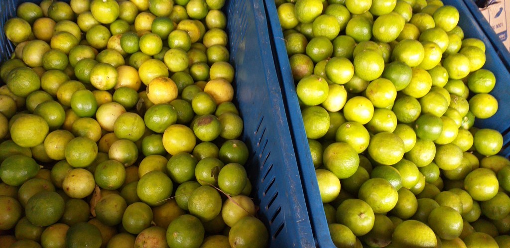 Limon criollo