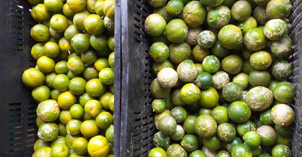 Limon mandarino