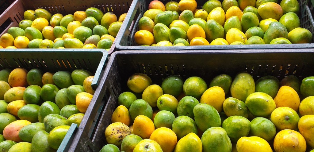 Mango criollo/24kg