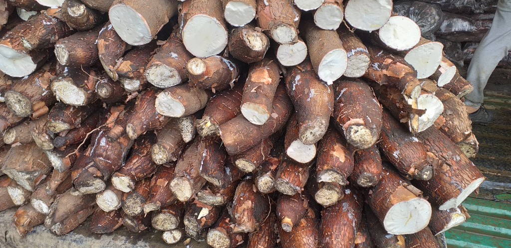 Yuca cuero de sapo