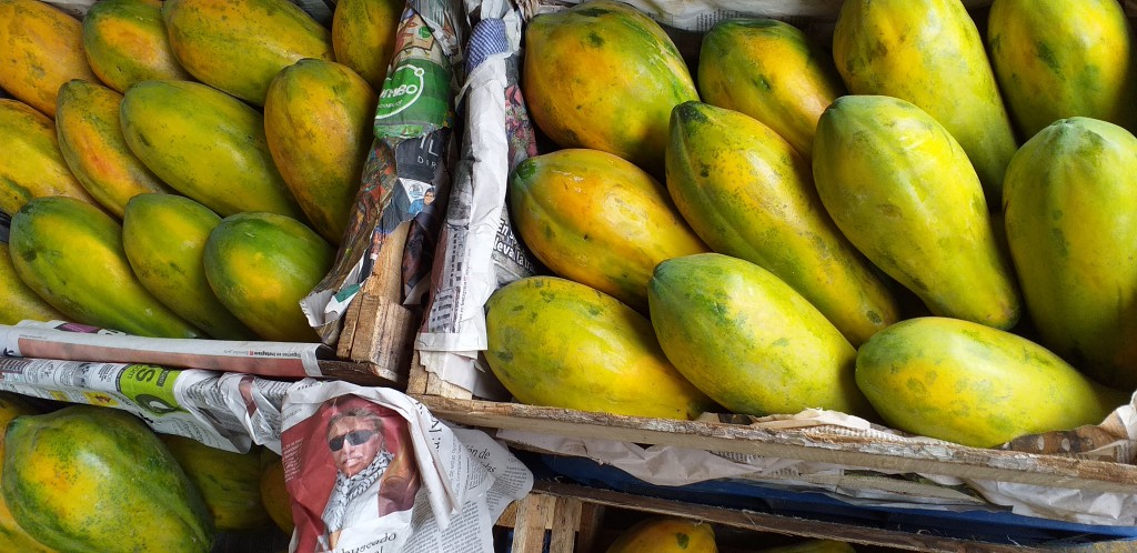 Papaya costeña