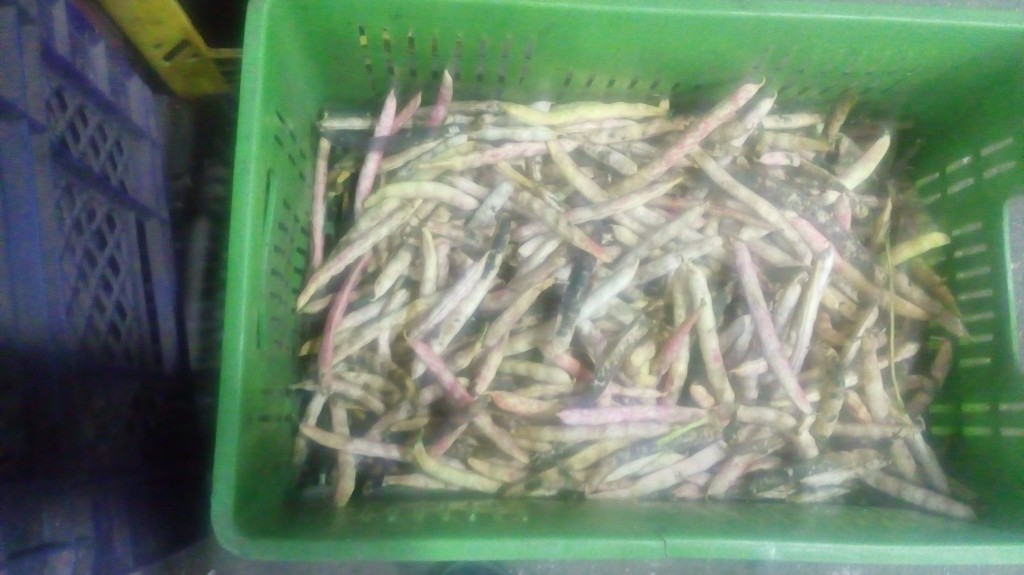 Frijol en cascara