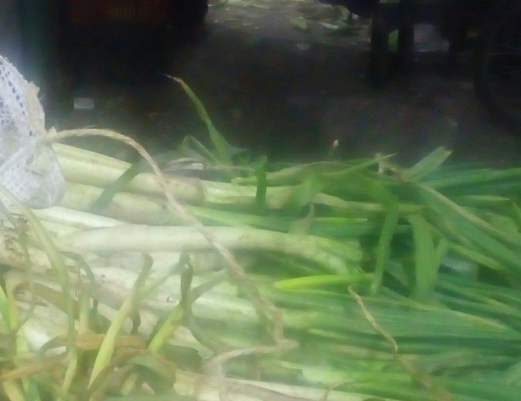 Cebolla larga