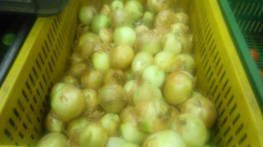 Cebolla cabezona