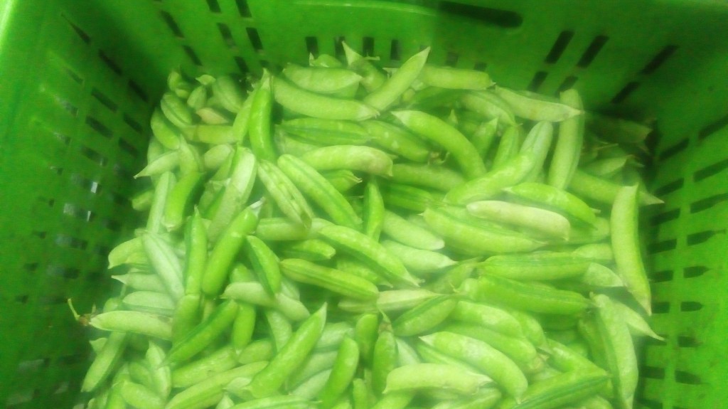 Arveja en cascara