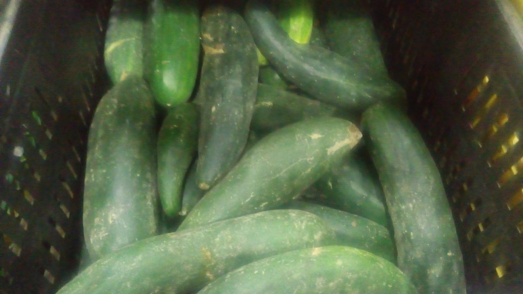 Pepino cohombro