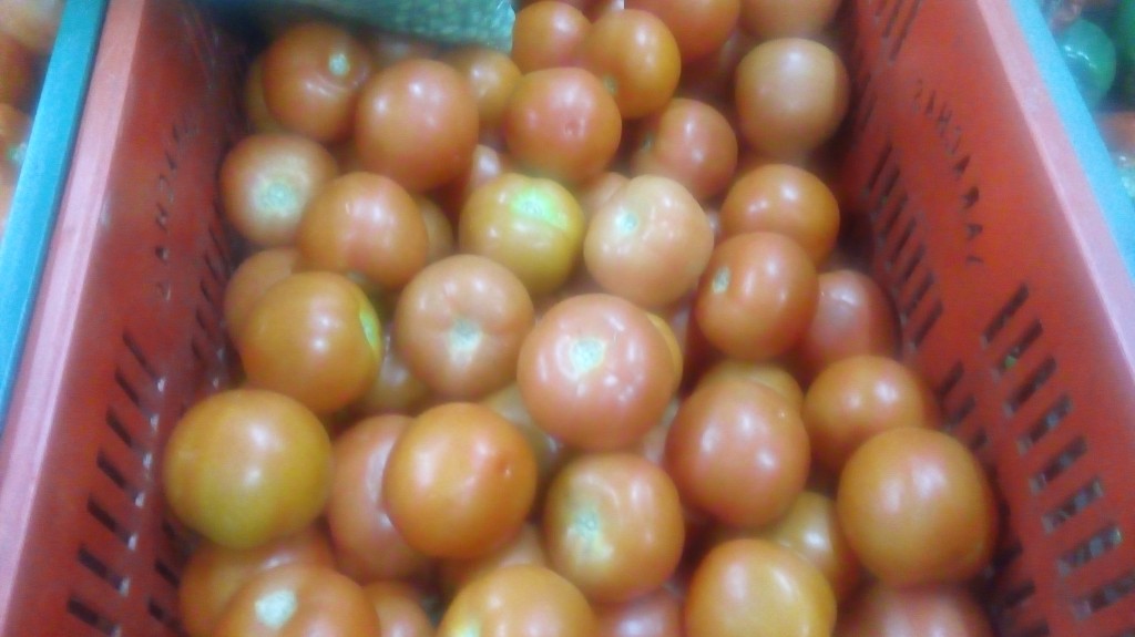 Tomate chonto parejo