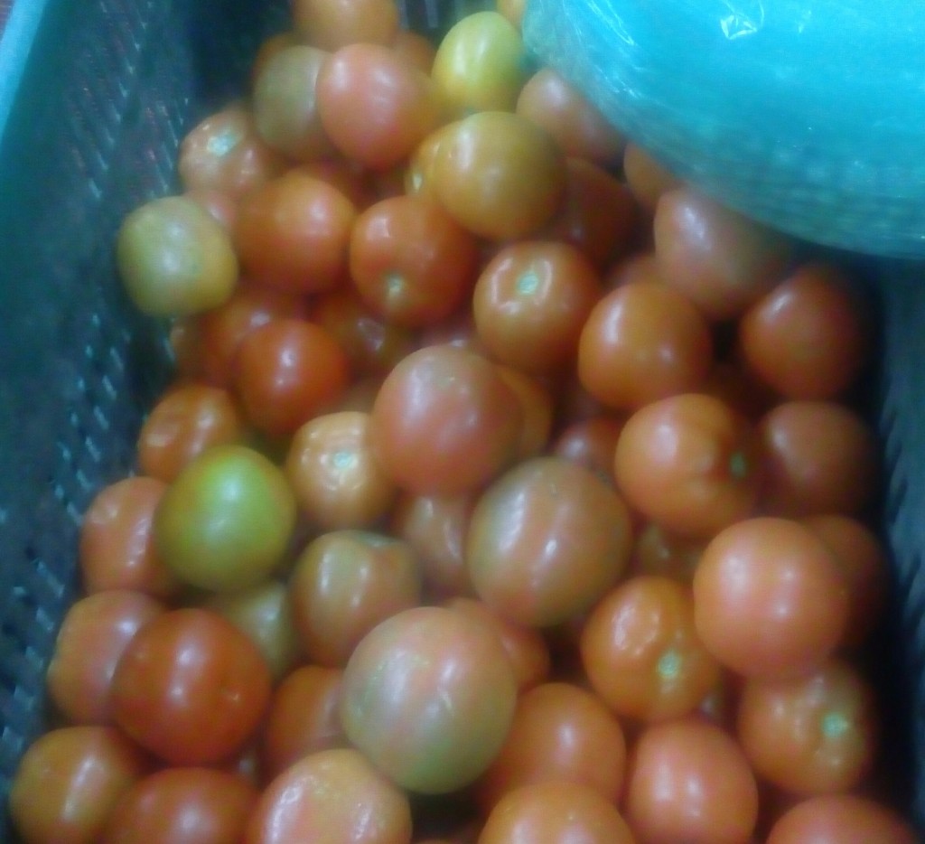 Tomate chonto de segunda
