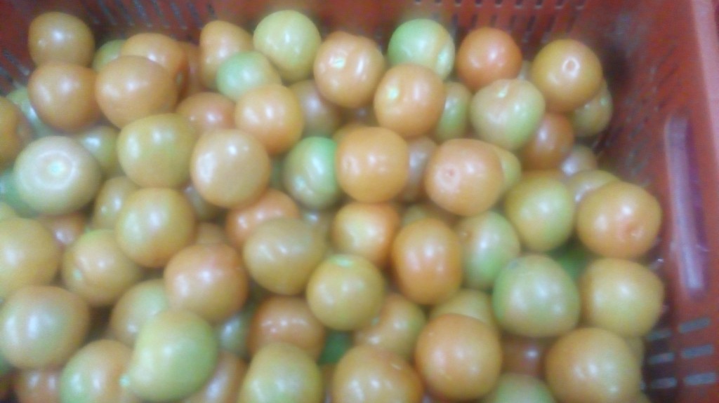 Tomate chonto de primera