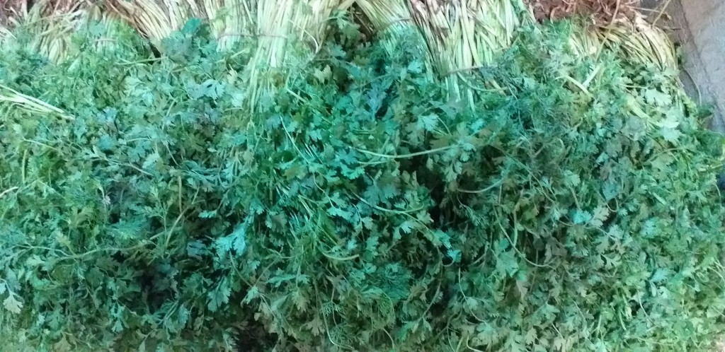 Cilantro