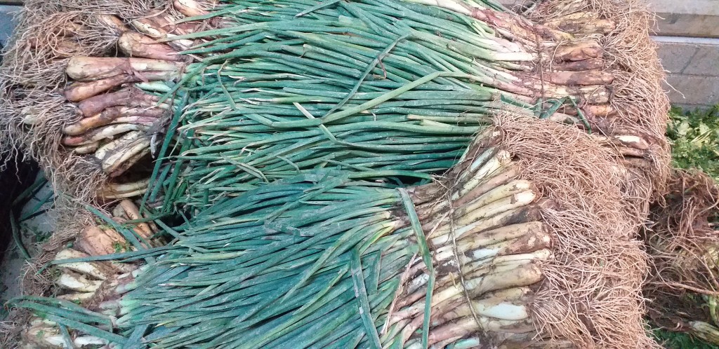 Cebolla rama/14kg