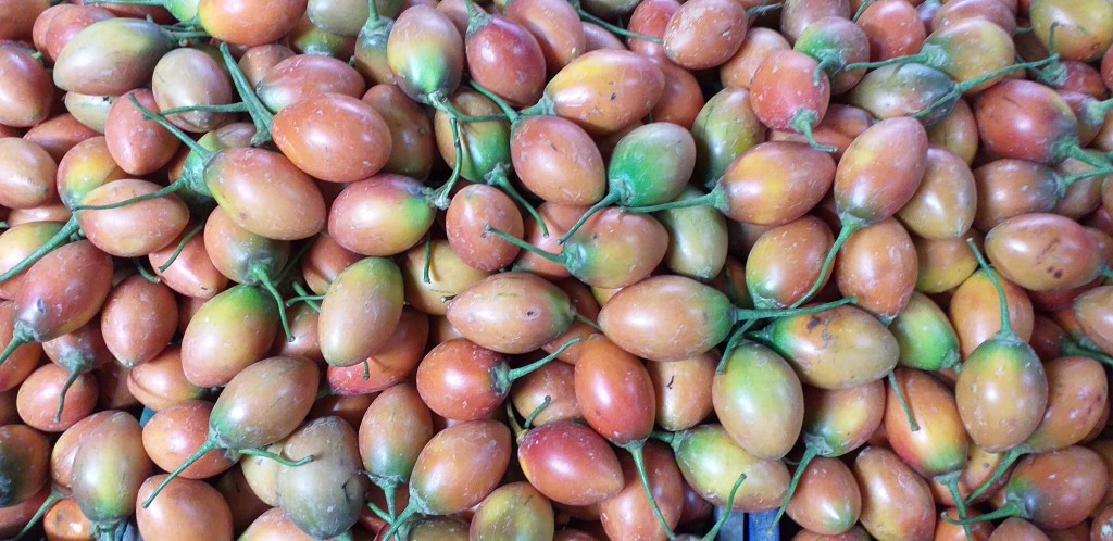 Tomate de arbol