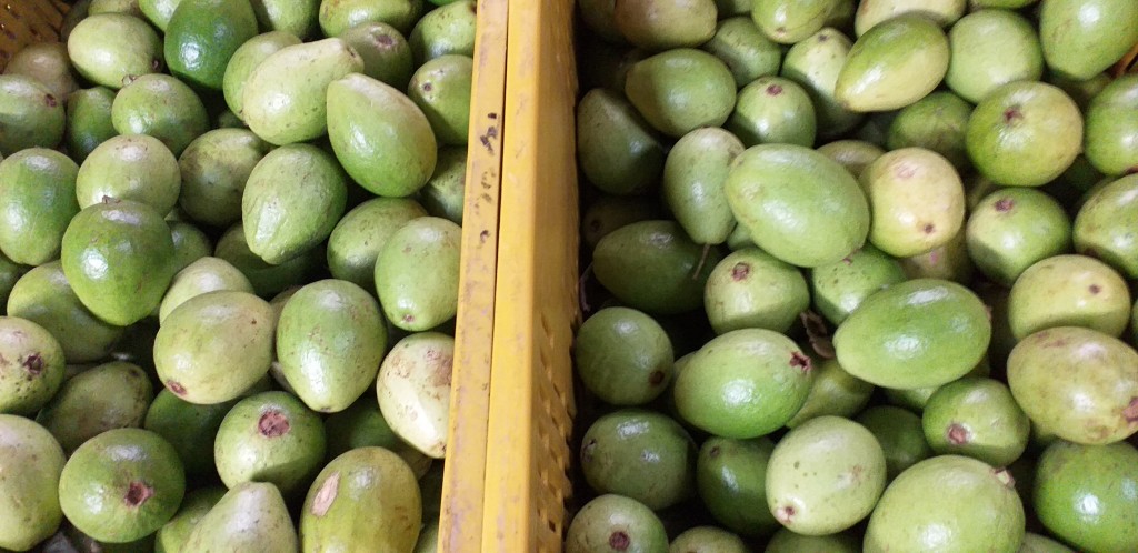 Guayaba pera