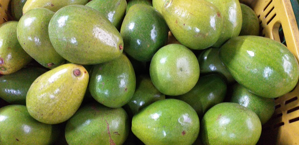 Aguacate papelillo