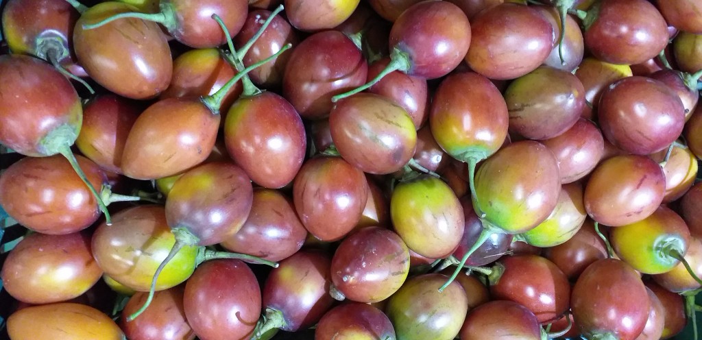 Tomate de arbol"tomoro"