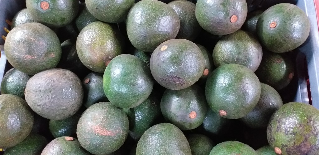 Aguacate reed