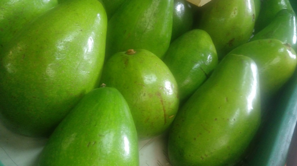 Aguacate papelillo
