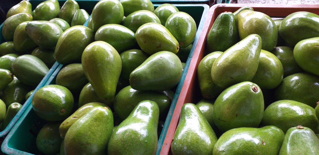 Aguacate papelillo