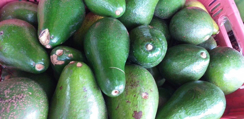 Aguacate santana