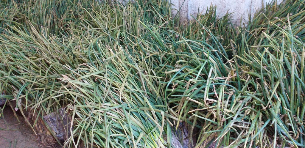Cebolla rama/20kg