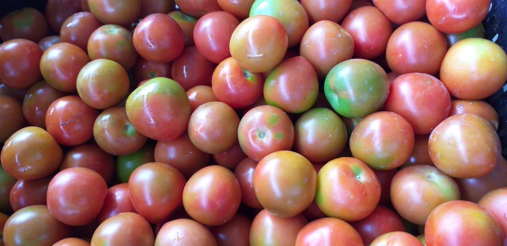 Tomate chonto 2da
