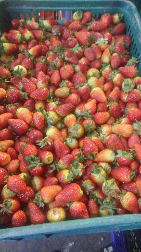 Fresas de primera
