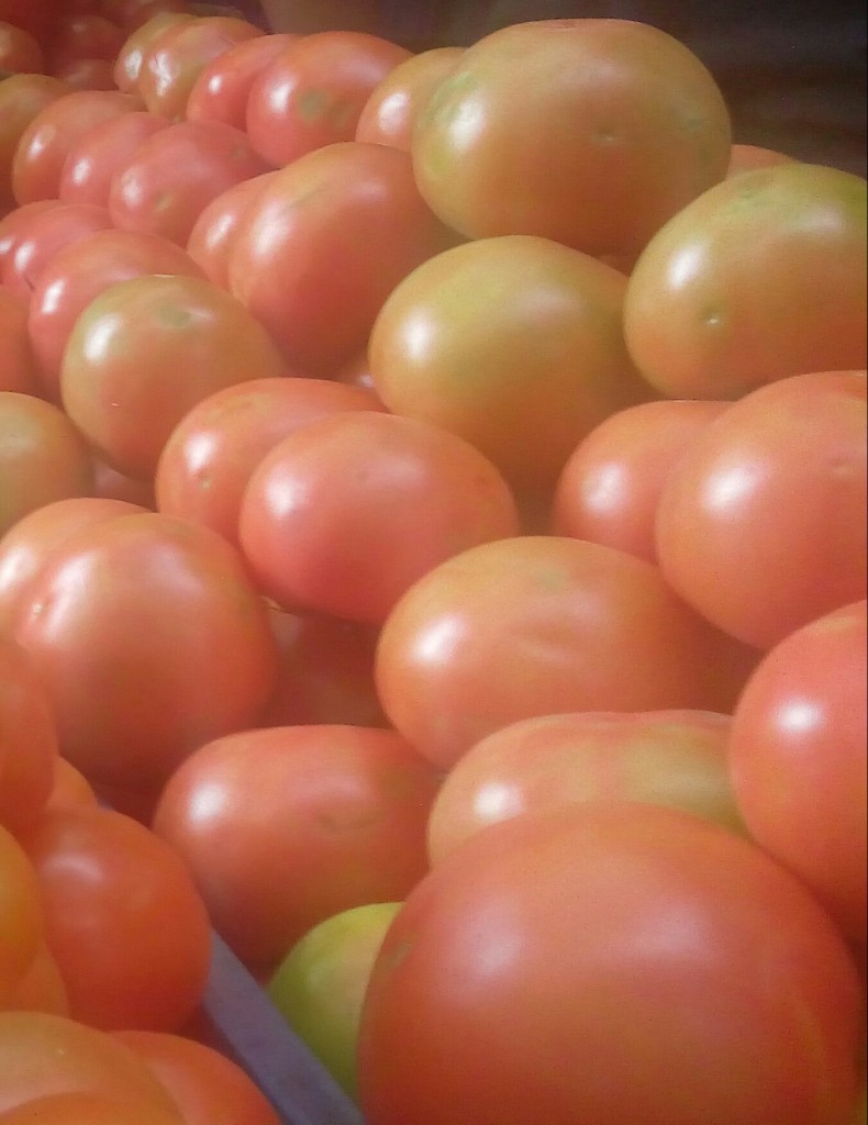 Tomate chonto selecto