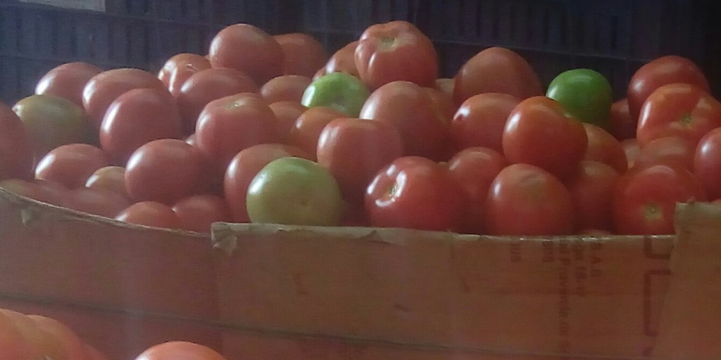 Tomate chonto