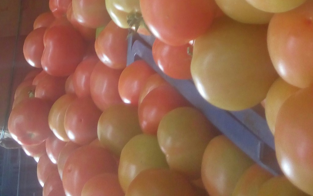 Tomate chonto de primera
