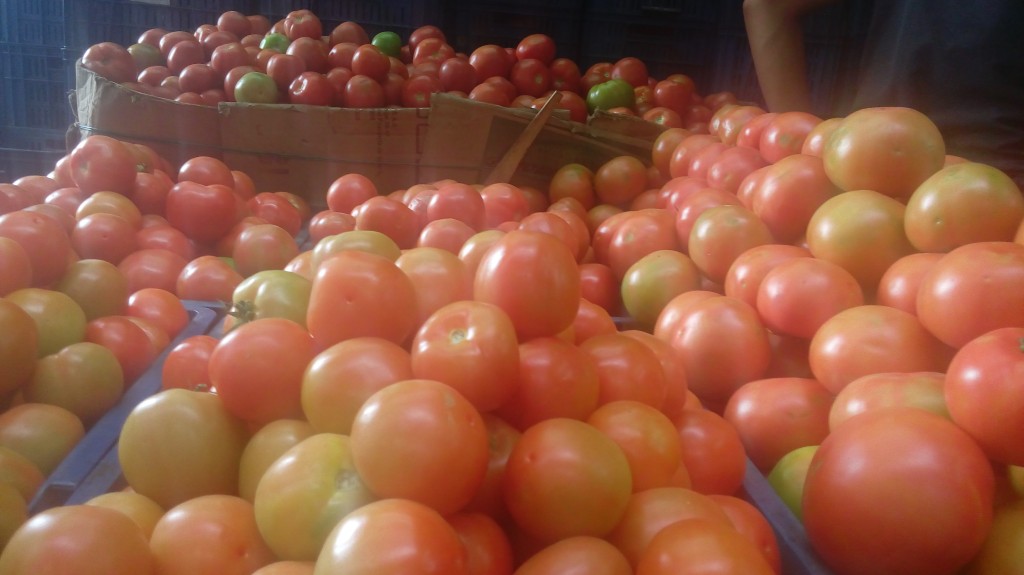 Tomate chonto selecto