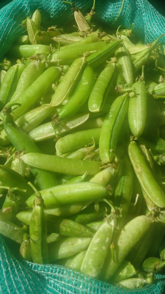 Arveja en cascara