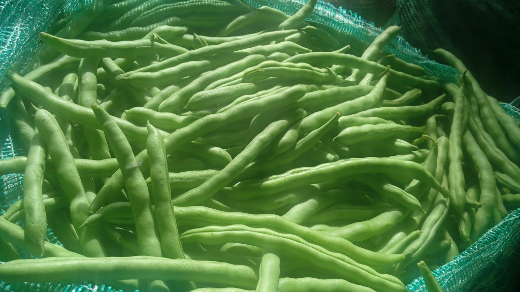 Habichuelas