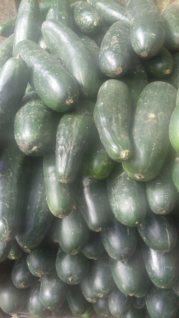 Pepino cohombro